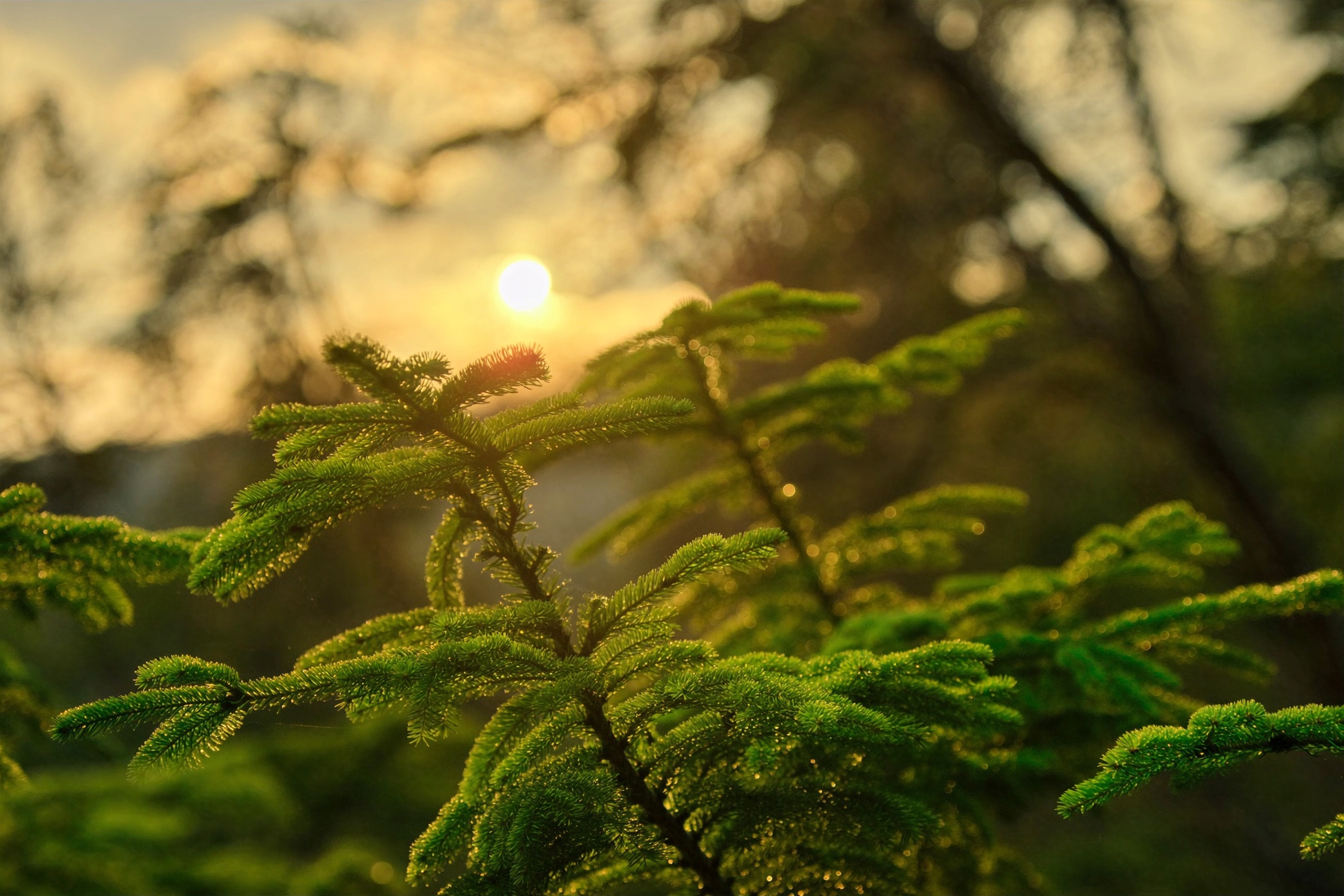 Young evergreen boughs backlit by warm golden evening sun