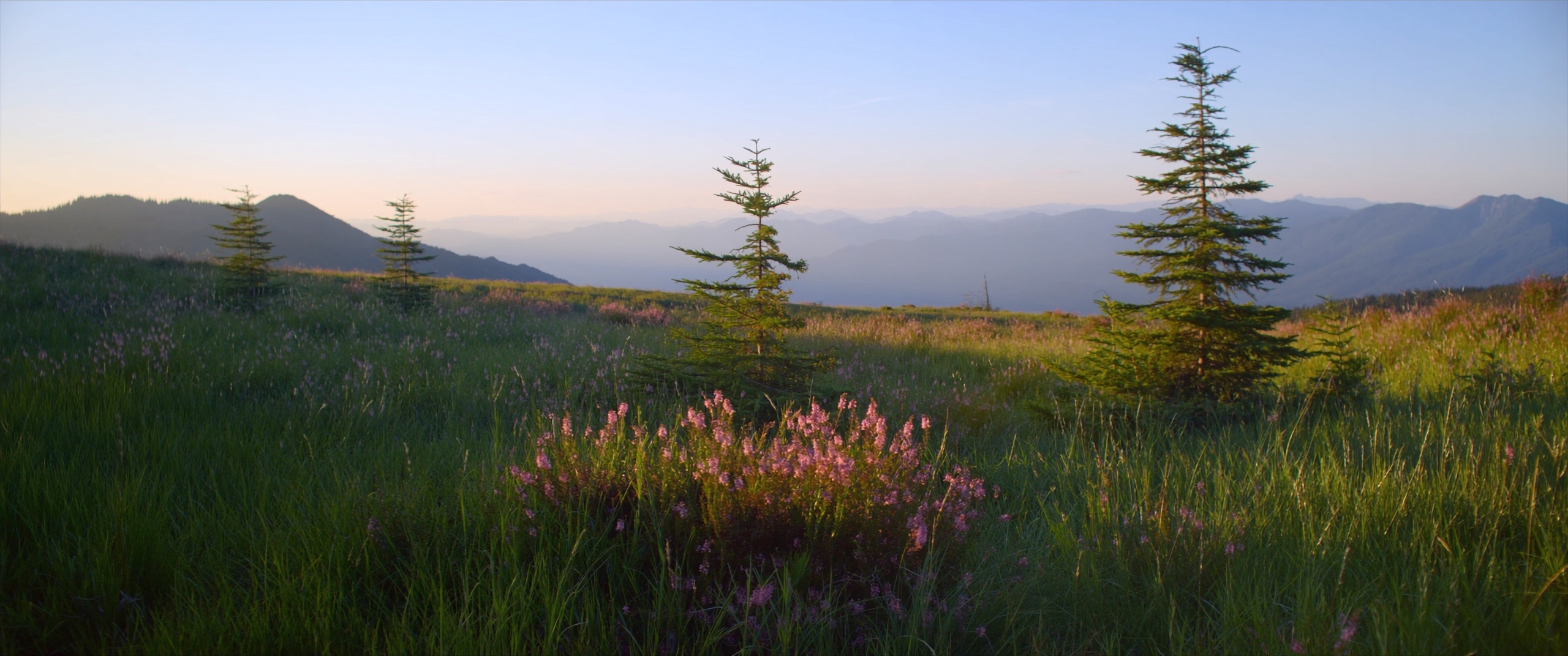 A quiet subalpine meadow in soft morning light